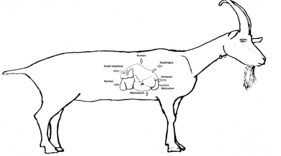 Goat Digestive System Diagram