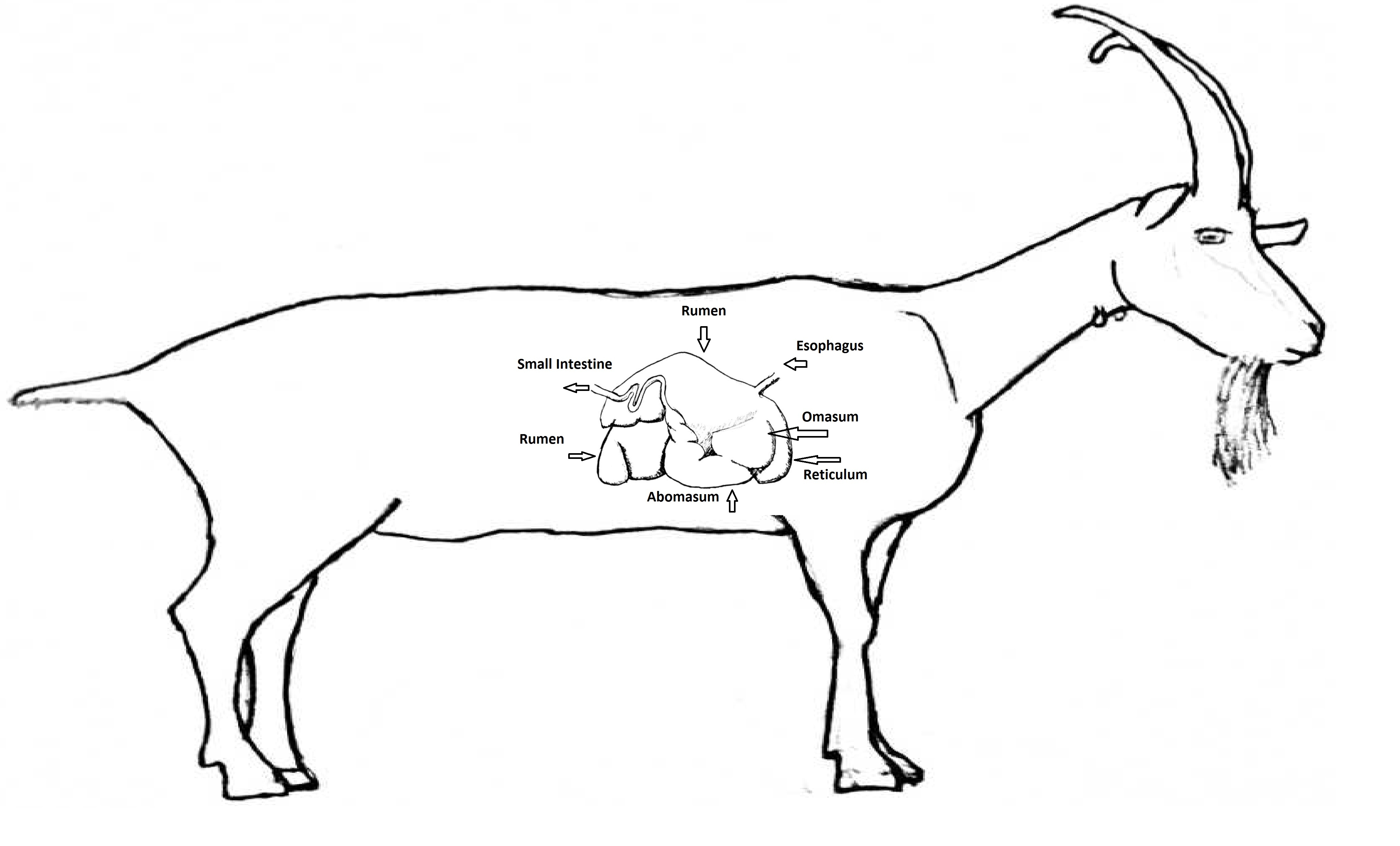 Sheep Digestive System Diagram