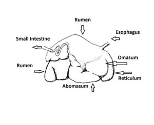 Goat Digestive System