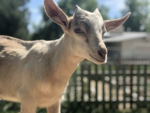 feed baby goat