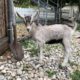 Raising Goats: How to Raise a Baby Goat