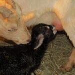 Nutrition and Care for Pregnant Goats