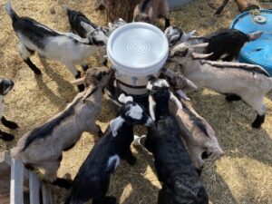 Goat Milk Superfood Goat Milk Superfood