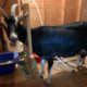 Milk Goat Health and Wellness