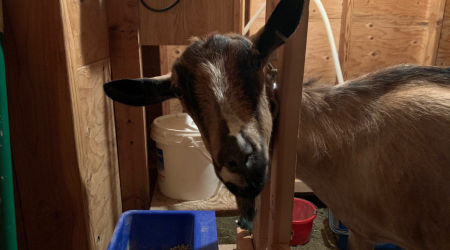 Milking Goats