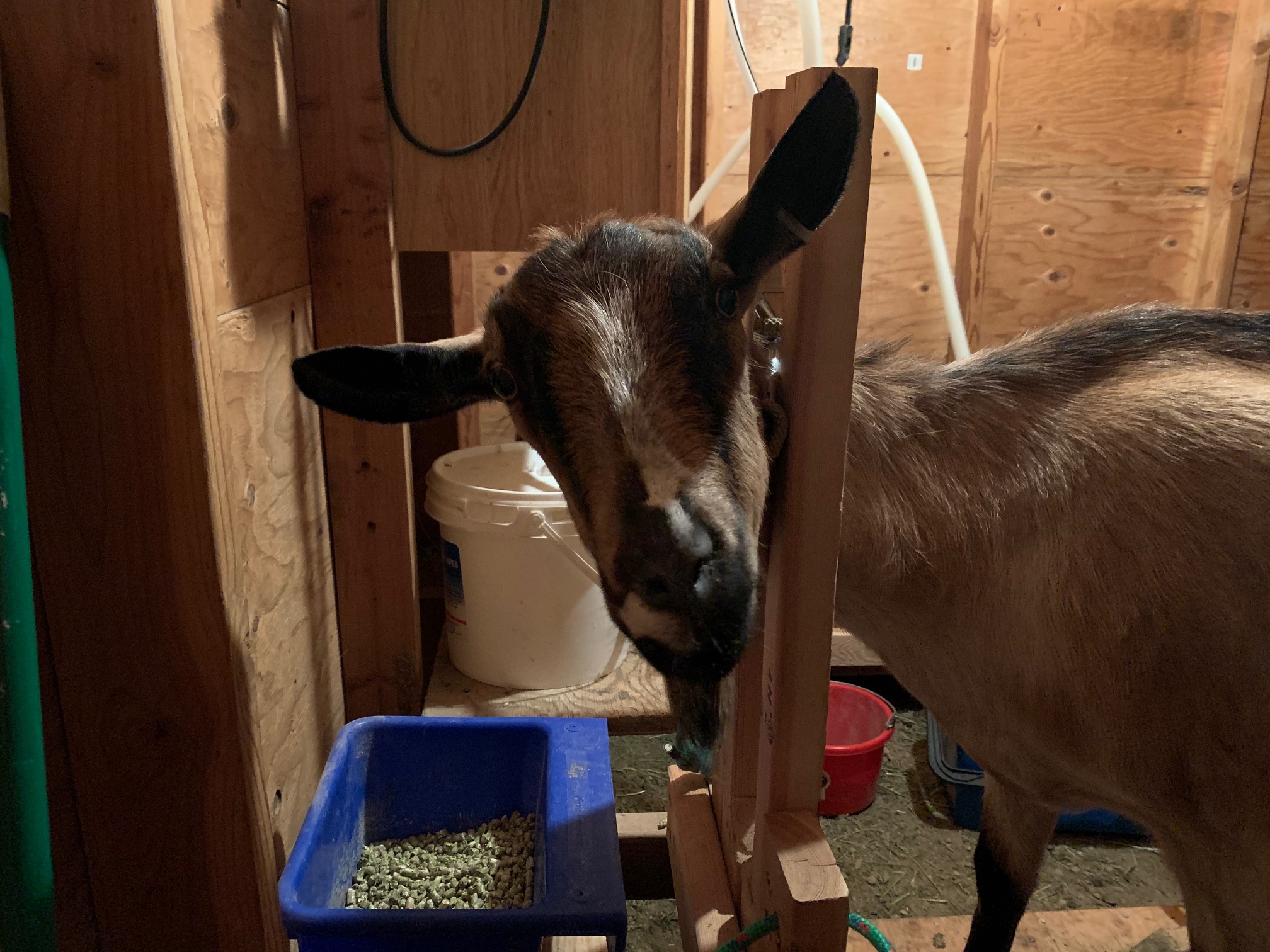 Milking Goats Course Packgoats