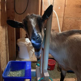 A-Z Milk Goats Course
