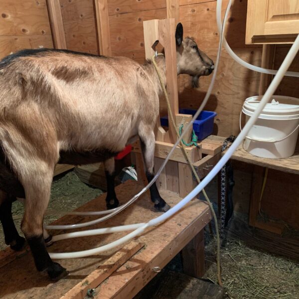 Milking Goats