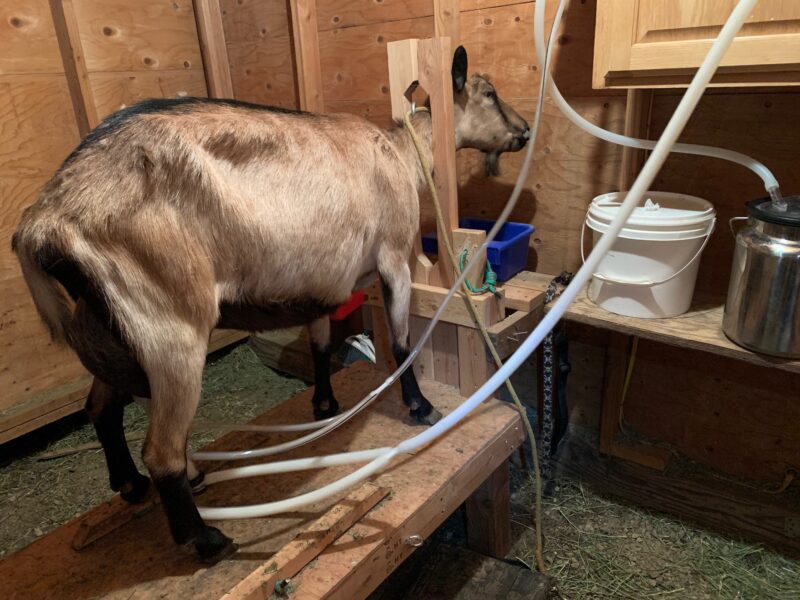 Milking Goats