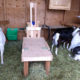 Goat Milking and Trimming Stanchion Plans