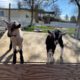 Why Homesteading with Goats is the Best
