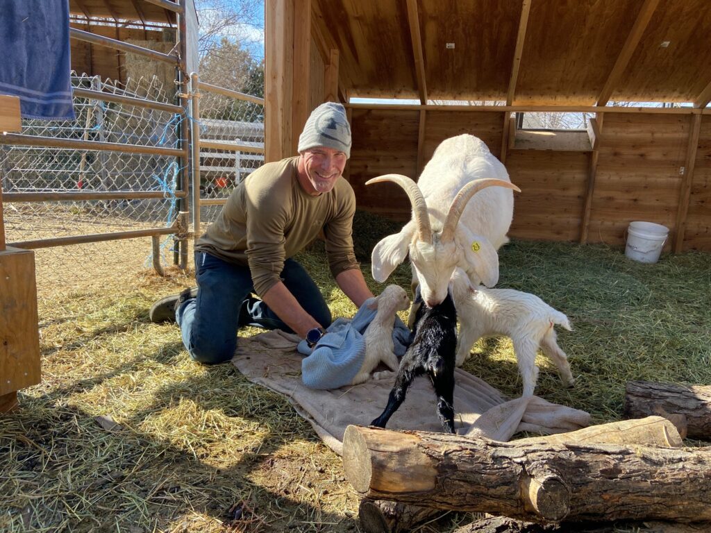 Baby Goats