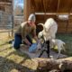 Why Raising Goats Bring You Happiness