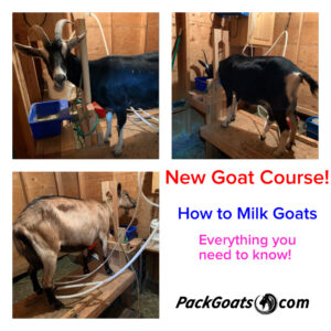 How To Milk Goats Course