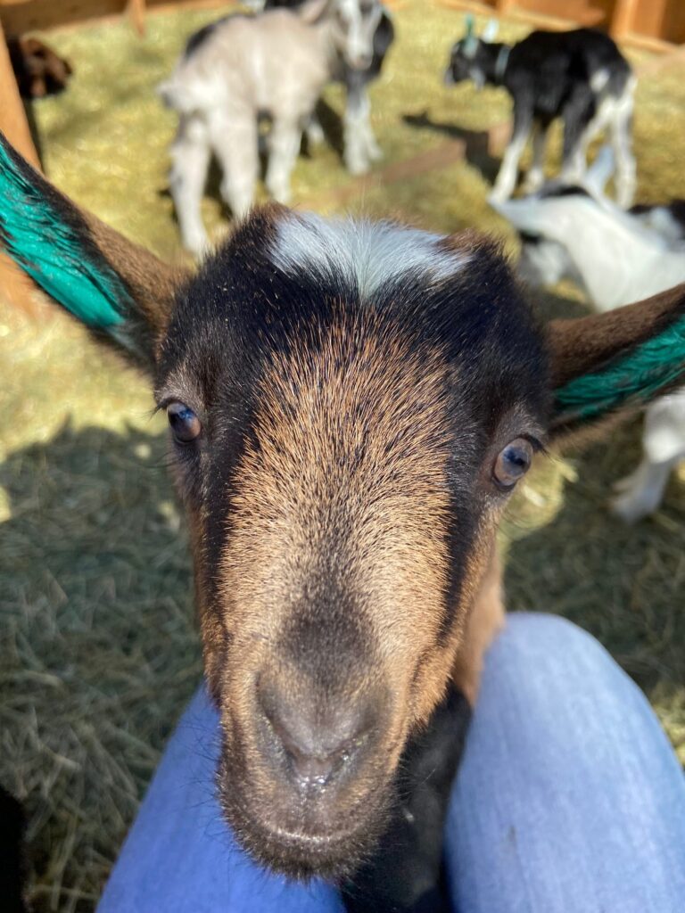 Baby Goat