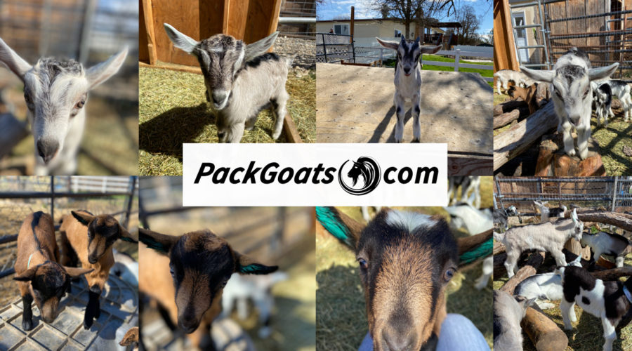 reserve your baby goat