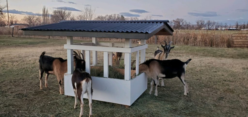 build your own goat feeder