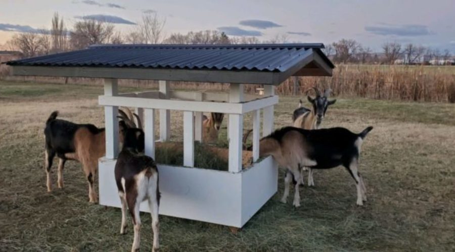 build your own goat feeder