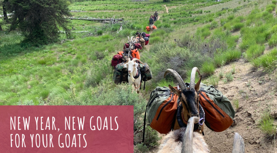 New Year New Goals For Your Goats