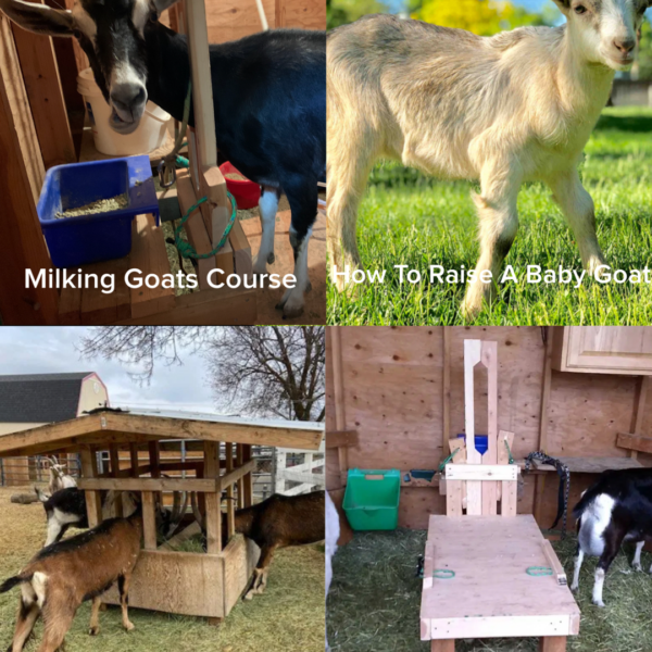 Milking Goats Course Bundle