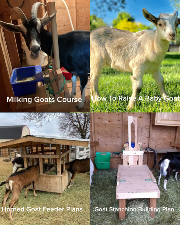 Milking Goats Course Bundle