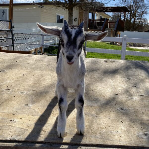 Baby Goat