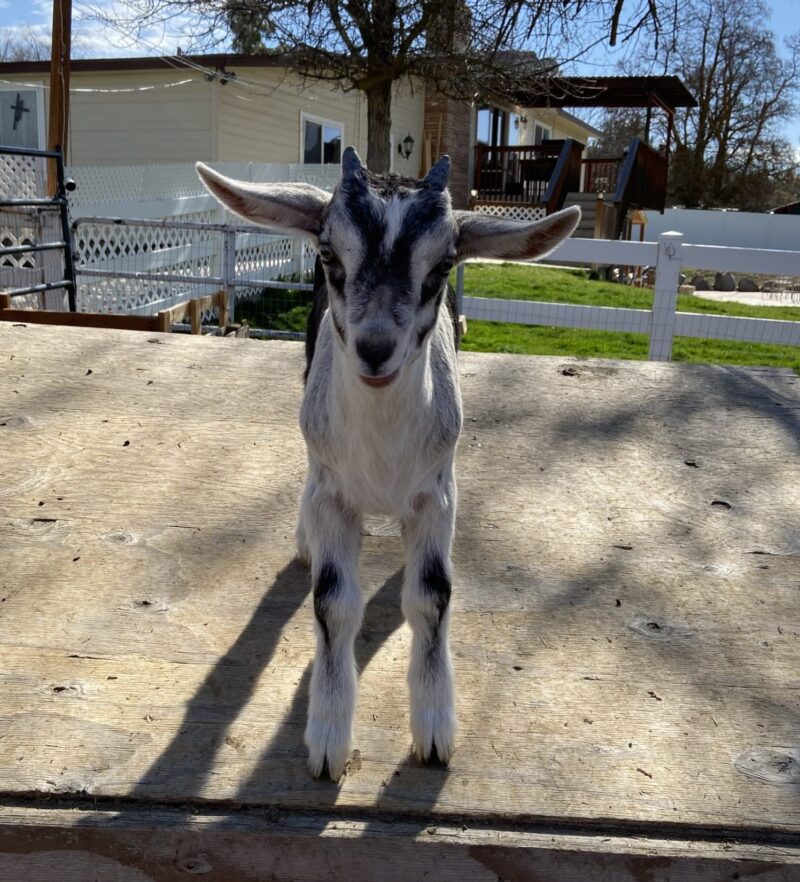 Baby Goat