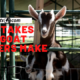 5 Mistakes New Goat Owners Make