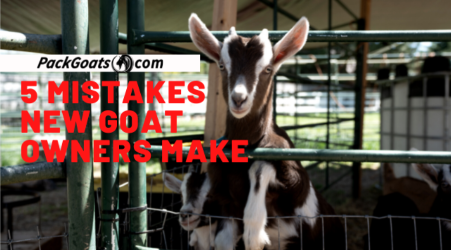 5 Mistakes New Goat Owners Make