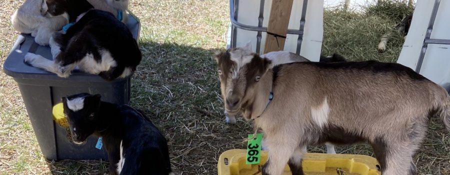 Cheap Baby Goat Shelter