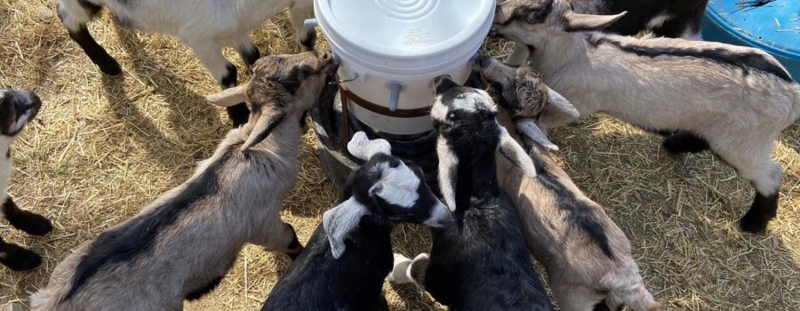 bottle feeding goats