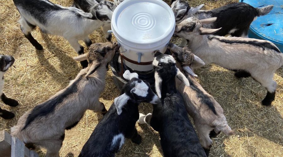 bottle feeding goats