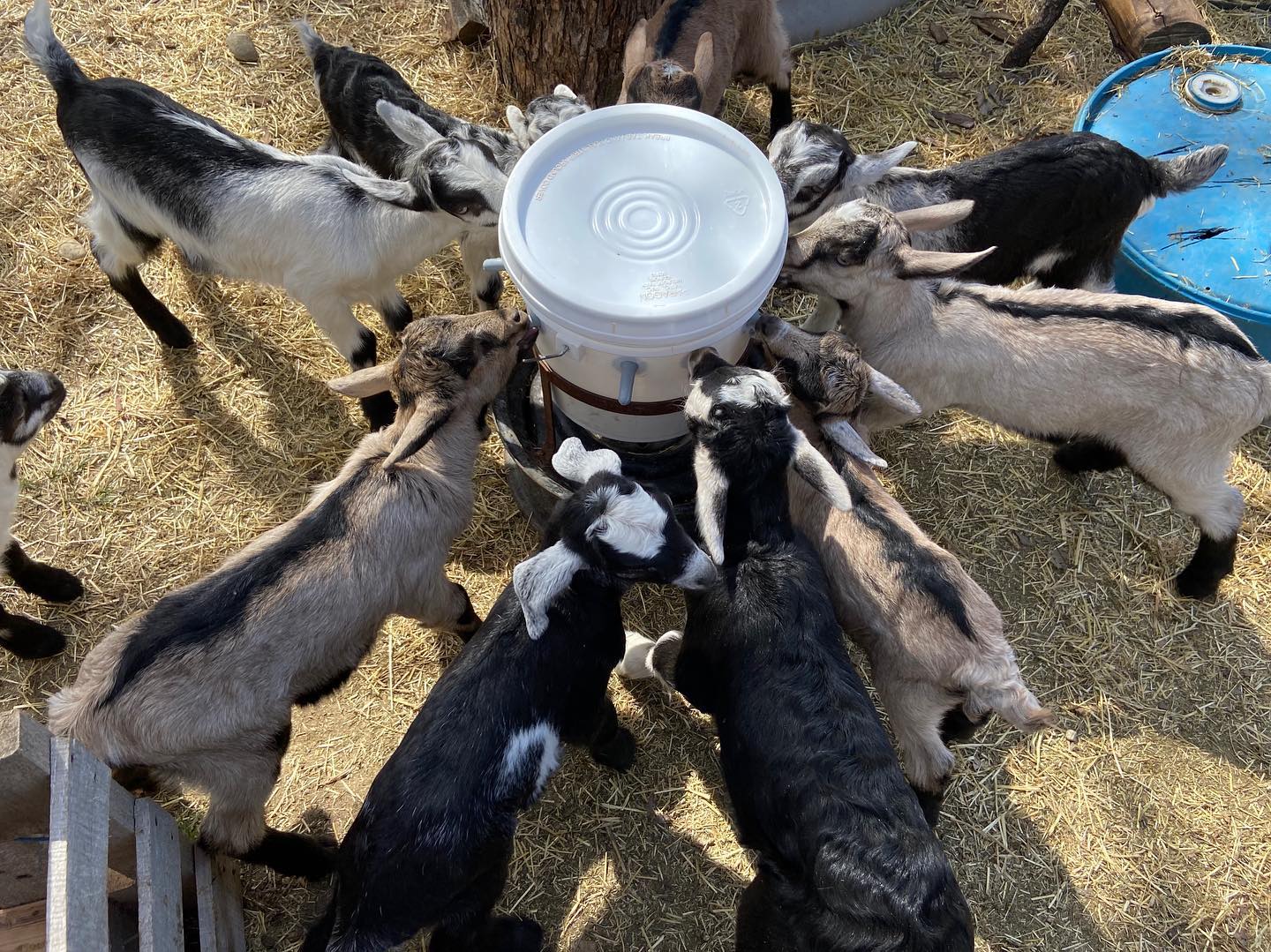 Baby Goat Bottle Feeding Schedule