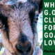 Club Membership for Everything Raising Goats
