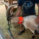 Helpful Products For Goats During the Fall