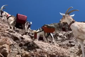 How Play Structures Build Goat Agility