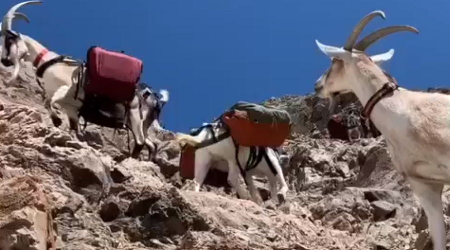 How Play Structures Build Goat Agility