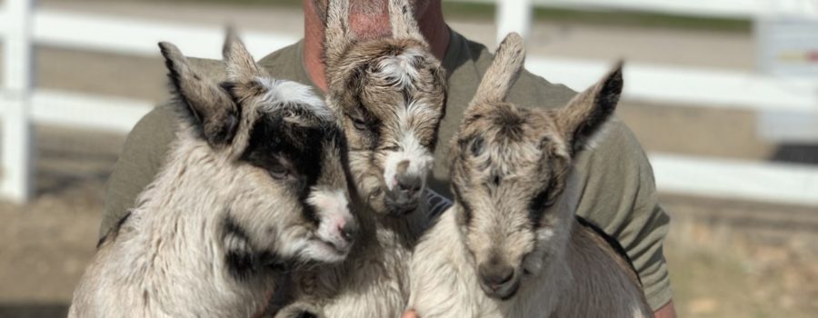 3 Things New Goats Owners Must Know