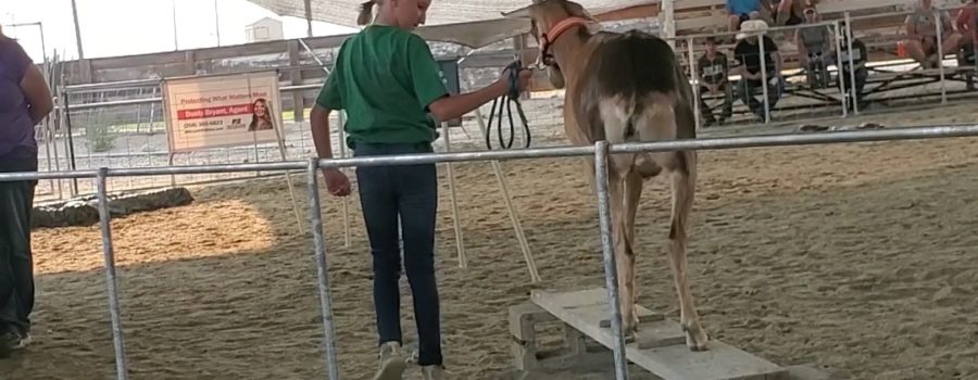 Getting Started with a Pack Goat 4H Project