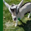 Baby Goat Vaccination Schedule Guide