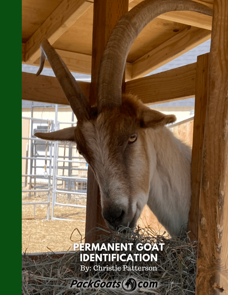 Permanent Goat Identification Guide - Packgoats.com