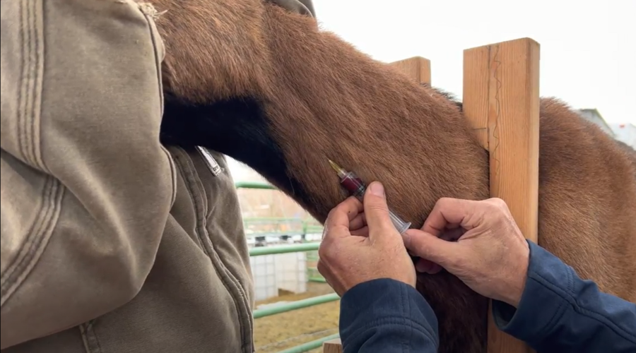 Learn How to Draw Blood from a Goat