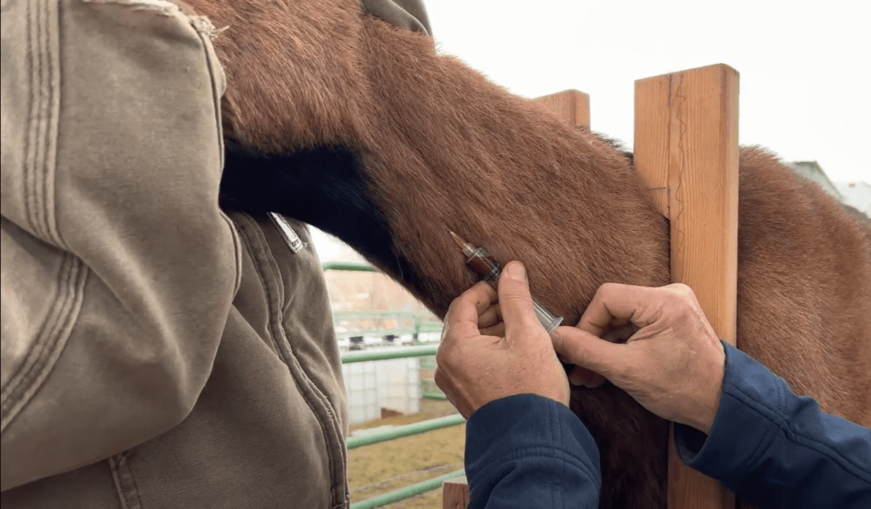 Learn How To Draw Blood From A Goat Packgoats