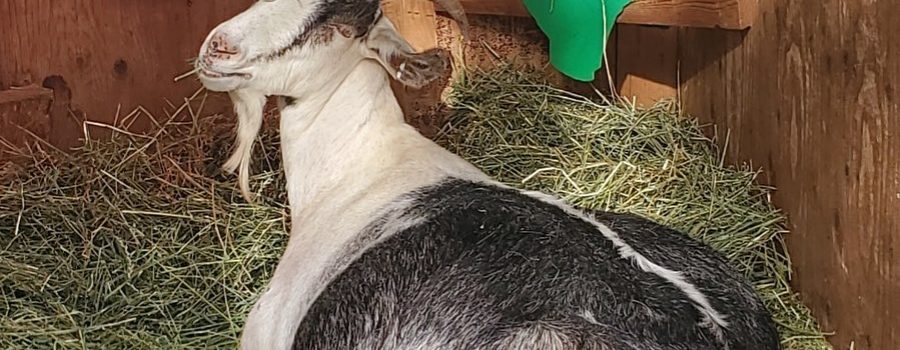3 Ways to Know if Your Goat is Pregnant