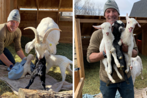 Goat Birthing