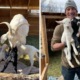 New to Goats? Birthing and Milking