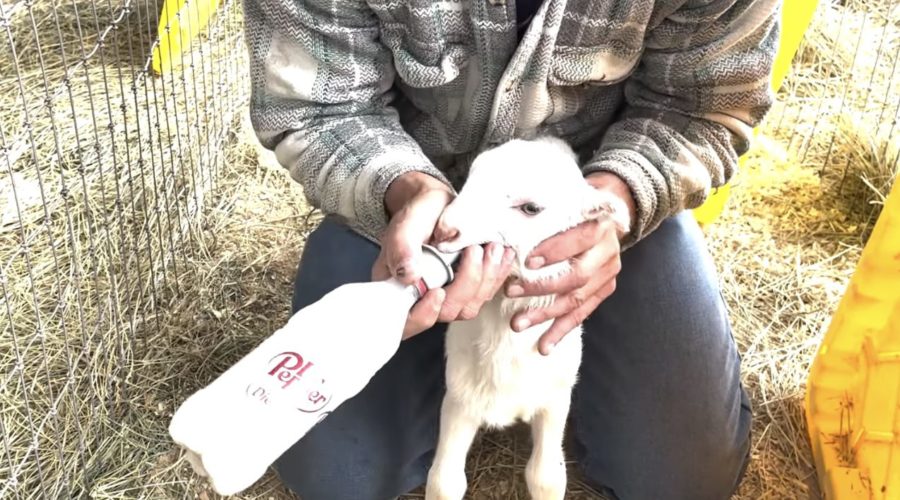 How To Handle A Baby Goat When They Won't Take A Bottle