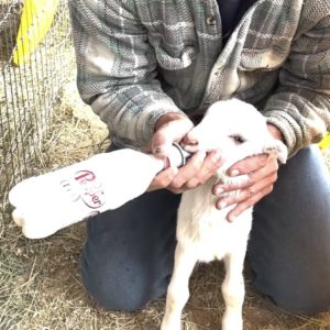 How To Handle A Baby Goat When They Won't Take A Bottle