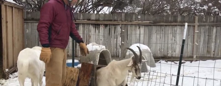 How to Easily Introduce New Babies to Your Pack Goat String