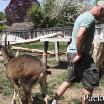 How To Lead Train A Pack Goat How To Lead Train A Pack Goat